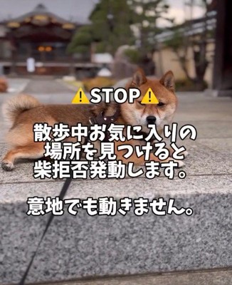 「拒否柴」も絶好調