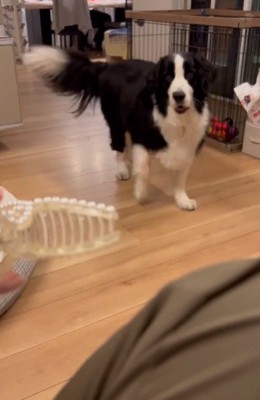 ヘアクリップを怖がるワンコ