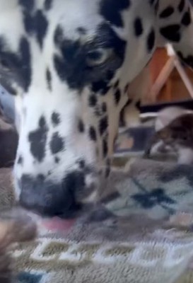 代わる代わるお世話♡