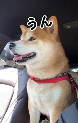 満足そうな表情で座る犬
