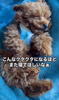 熟睡中のビッケくん⑩