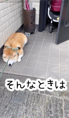 道具を持って玄関から出てくる飼い主