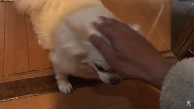 パパが先に寝ようとした時のコハクくん9