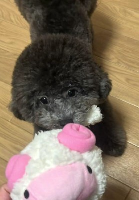 今でもおもちゃが大好き！