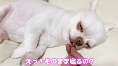 コハクくんの舌を掴んだら？9