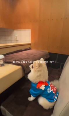 お店で食事するむぎくん2