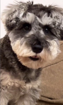 ぺぺ君が注意された時の反応8