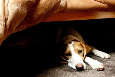 コタツで眠そうにする犬