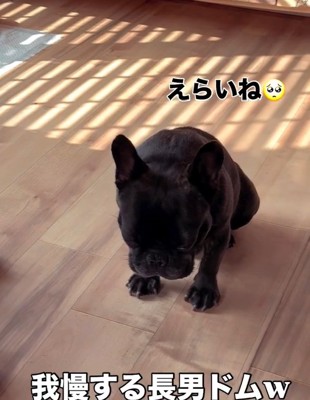 我慢するドムくん
