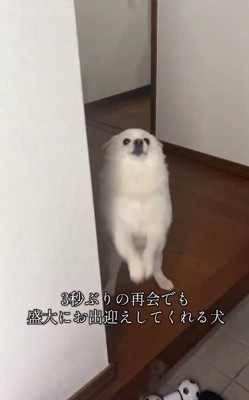 喜ぶべらちゃん