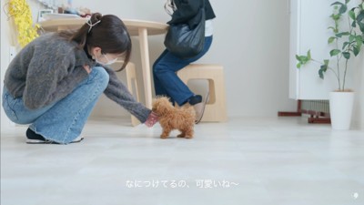 生後114日のわんわんちゃん