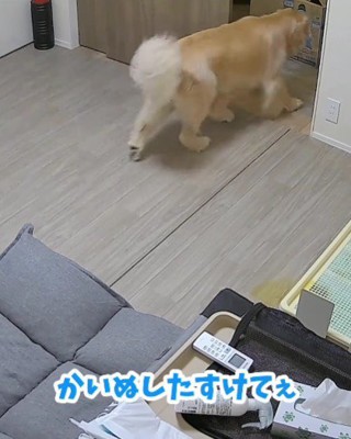 飼い主さんの元へと報告
