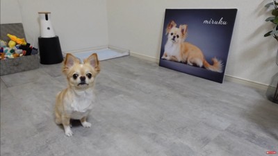 フォトパネルを飾った時のみるくちゃん7