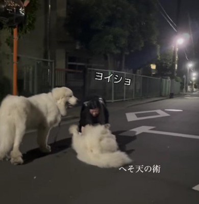 へそ天で抱っこを拒否