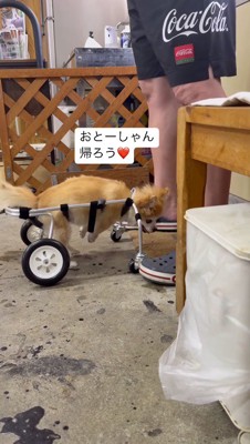 車椅子に乗って男性の足元までやってきた犬