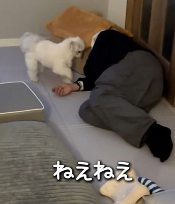 飼い主の手を前足で触る犬