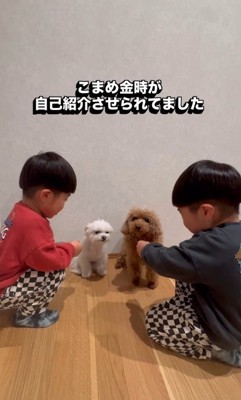「どうしたらいいの?」と戸惑う2匹