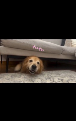 雷が怖いハルちゃん、お父さんが帰宅したら…6