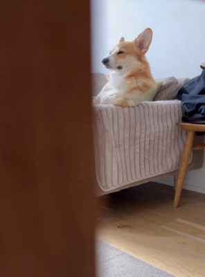 人間？コーギー？