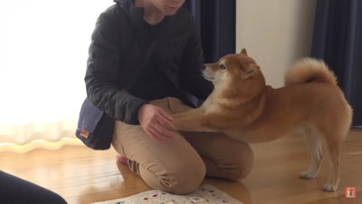 弟さんに乗って伸びをするはちくん