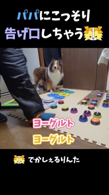 女性を見つめる犬