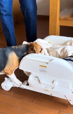 再開したベルちゃん