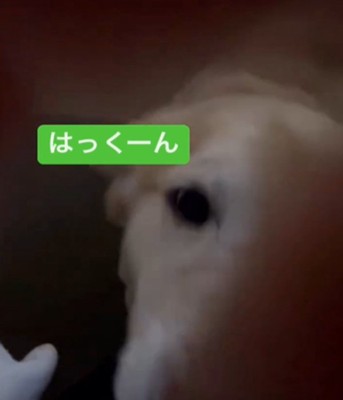 犬のアップ1