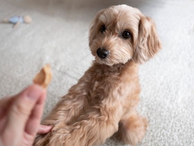 おやつを催促する犬