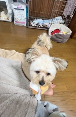 ハンカチを持ってきてくれた犬