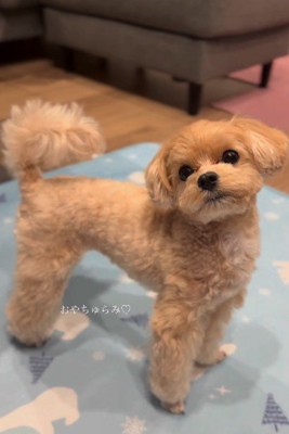 愛されわんこなちゅらみちゃんでした
