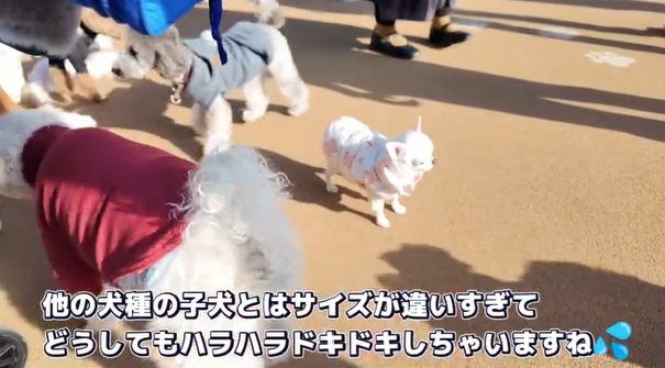 大きい犬に囲まれるルミちゃん