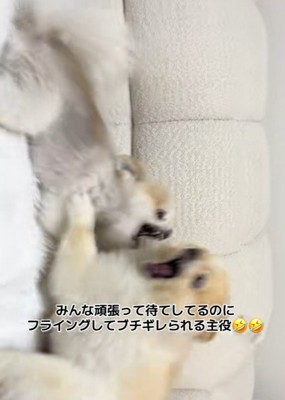 豪快な兄弟喧嘩が…