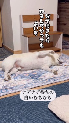 「こっちにきたら許そうぞ」