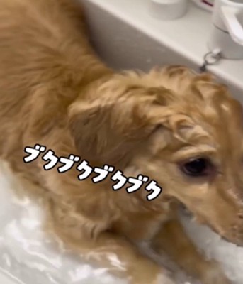 水に浸かる犬