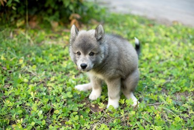 ウンチ中の子犬