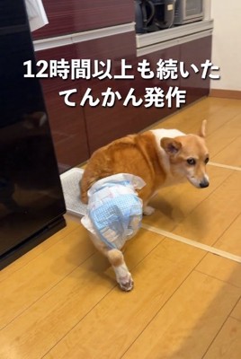 コーギーのモコちゃん