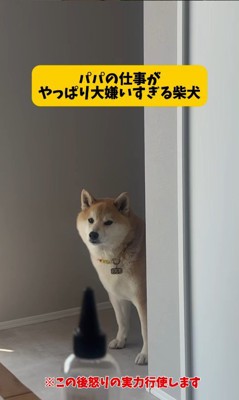 パパがお仕事に行くのを嫌がるおもち君