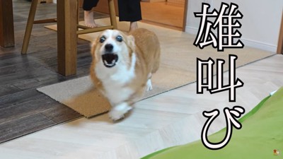 口を開ける犬