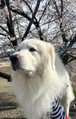 桜とアレンくん