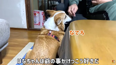 おじいちゃんに撫でてほしいはなちゃん
