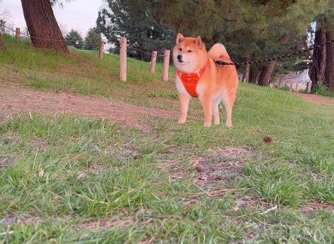 立ち止まっている柴犬の横に松ぼっくり