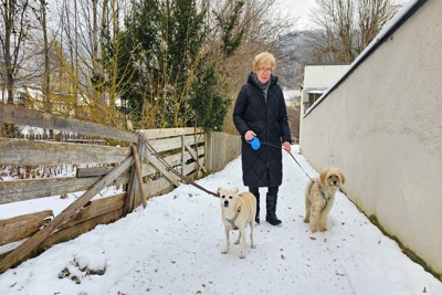 2頭の犬を散歩させる老婦人