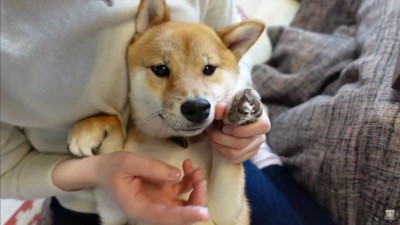 肉球がフニフニに!