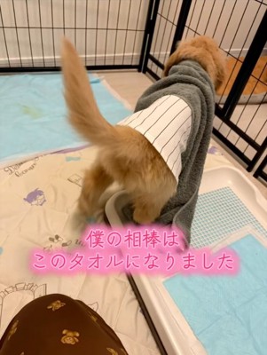 タオルを掛けるかんくろう君