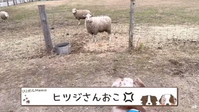 怒るヒツジ
