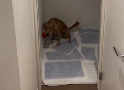 トイレをする犬