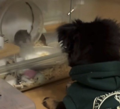 犬を見るハムスター