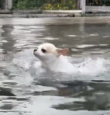 前足を動かす犬
