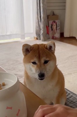 おすわりをしながら飼い主の手元を見つめる犬