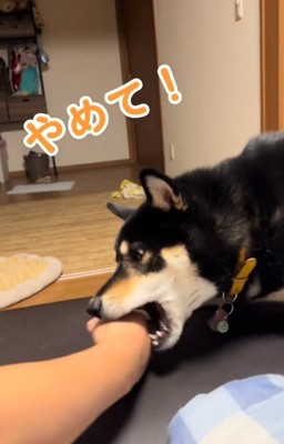 パパに怒るヨルちゃん